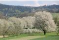 Friedenskreuz und Burg Windeck